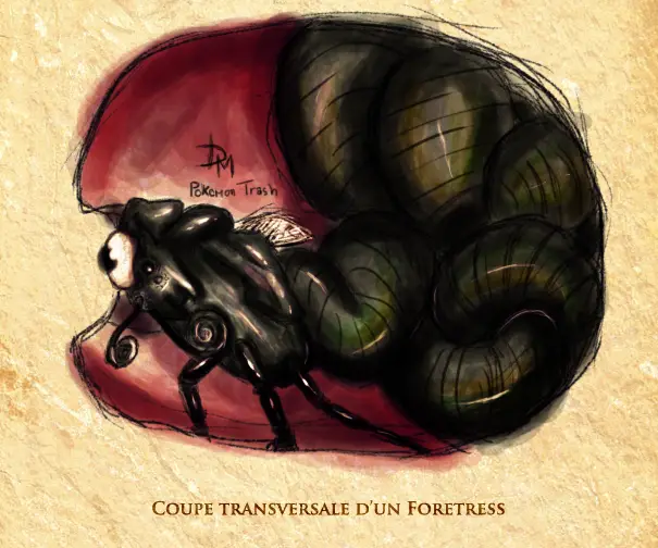 foretress coupe transversale