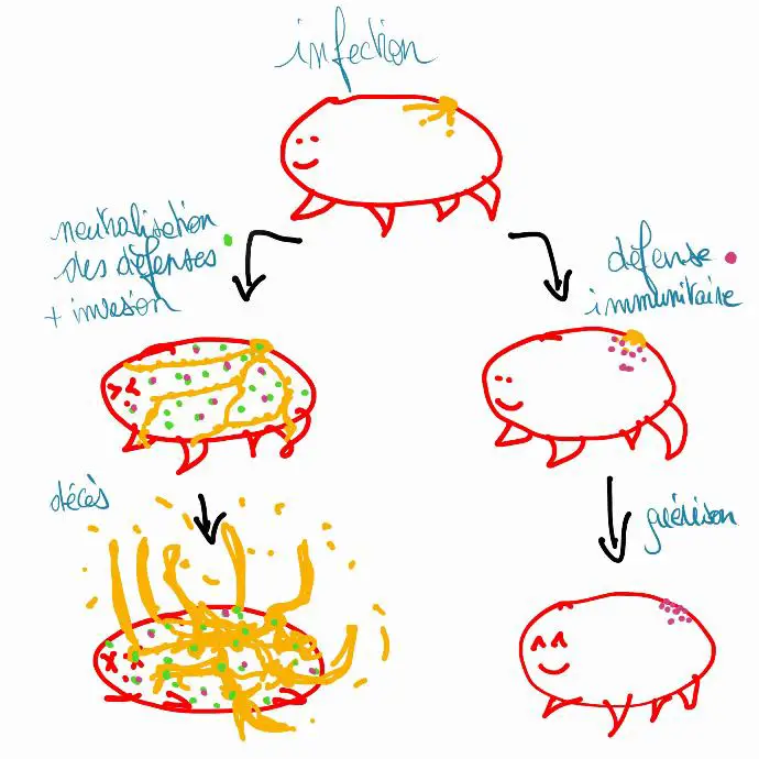 Schéma vulgarisateur des deux issues en cas d'infection par Cordyceps